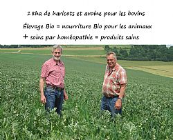 haricots et avoine pour les bovins